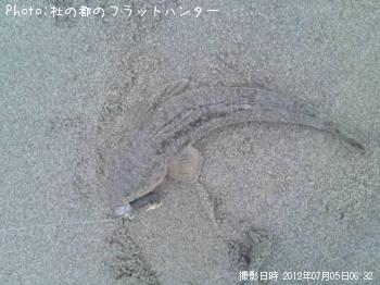 マゴチ-2012-7-5 6:32