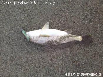 イシモチ-2012-7-6 5:53