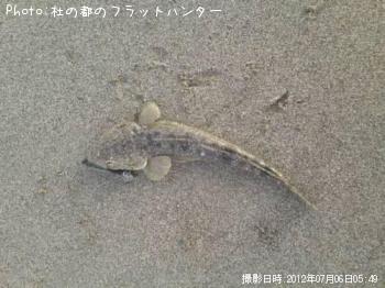マゴチ-2012-7-6 5:49