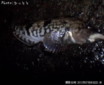 アイナメ-2012-7-6 22:40