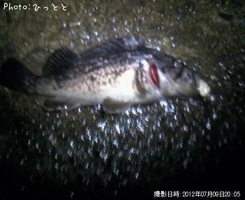 クロソイ-2012-7-9 20:5
