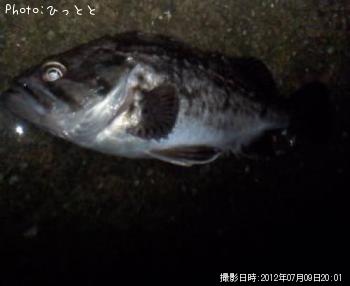 クロソイ-2012-7-9 20:1
