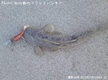 マゴチ-2012-7-10 4:19