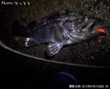 クロソイ-2012-7-10 20:59