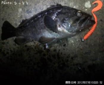 クロソイ-2012-7-10 20:52