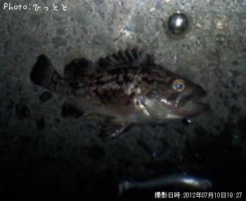 クロソイ-2012-7-10 19:27