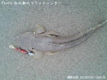 マゴチ-2012-7-11 4:33