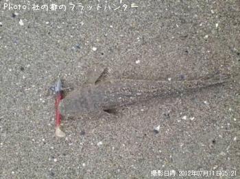 マゴチ-2012-7-11 5:21