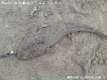 マゴチ-2012-7-11 6:23