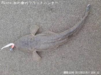 マゴチ-2012-7-11 6:32