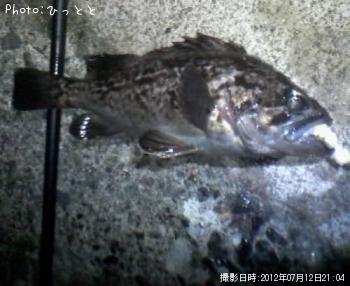 クロソイ-2012-7-12 21:4