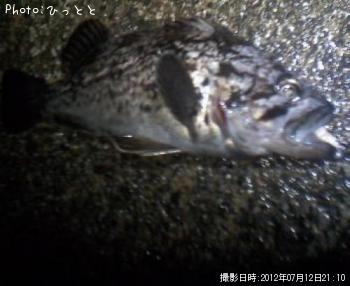 クロソイ-2012-7-12 21:10