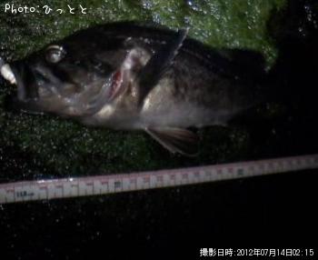 クロソイ-2012-7-14 2:15
