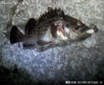 クロソイ-2012-7-16 20:16