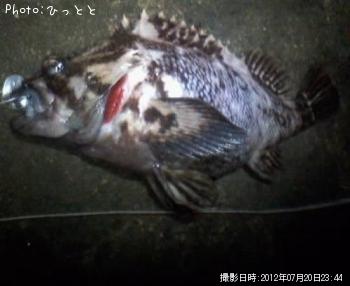 ムラソイ-2012-7-20 23:44