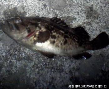 クロソイ-2012-7-20 23:32