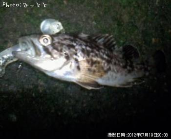 クロソイ-2012-7-19 20:8