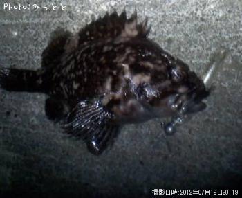 ムラソイ-2012-7-19 20:19