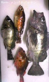 メバル-2008-12-22 22:0