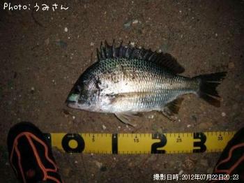 キビレ-2012-7-22 20:23