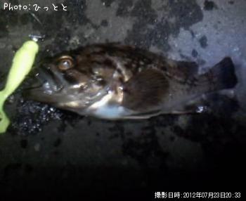 クロソイ-2012-7-23 20:33