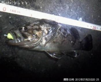 クロソイ-2012-7-23 20:25