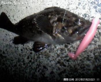 クロソイ-2012-7-23 21:11