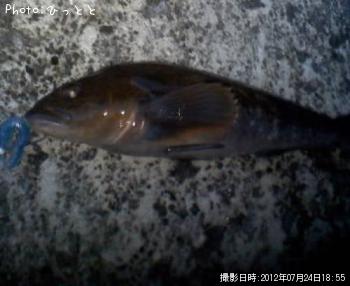 アイナメ-2012-7-24 18:55