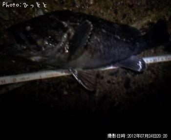 クロソイ-2012-7-24 20:20