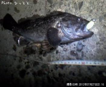 クロソイ-2012-7-27 22:16