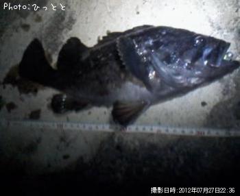 クロソイ-2012-7-27 22:36