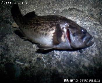クロソイ-2012-7-27 22:32