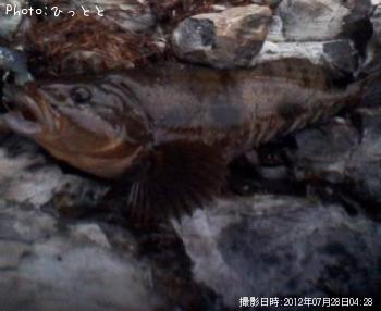アイナメ-2012-7-28 4:28