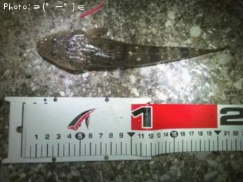 マゴチ-2012-7-30 23:35