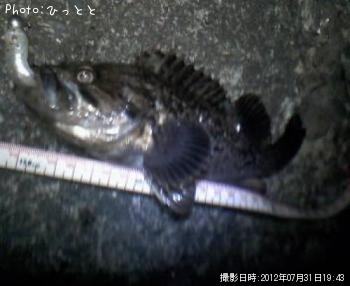 クロソイ-2012-7-31 19:43