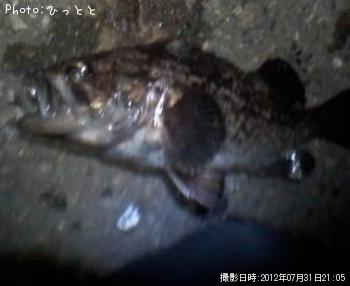 クロソイ-2012-7-31 21:5