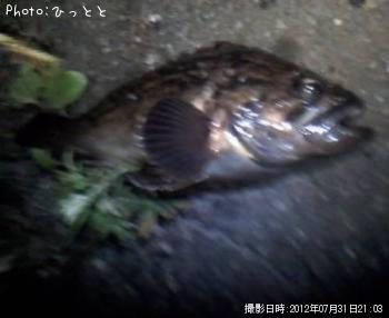 クロソイ-2012-7-31 21:3
