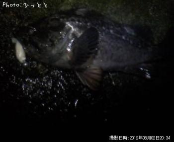 クロソイ-2012-8-2 20:34