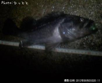 クロソイ-2012-8-3 20:11