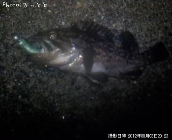 クロソイ-2012-8-3 20:23