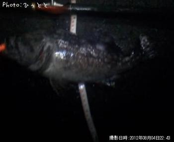 クロソイ-2012-8-4 22:43