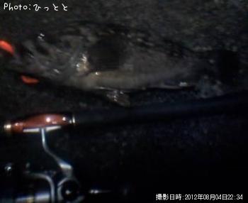 クロソイ-2012-8-4 22:34