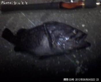 クロソイ-2012-8-4 22:23