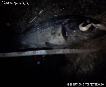 クロソイ-2012-8-7 20:30
