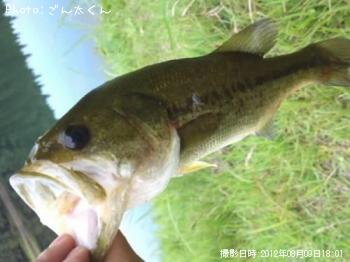 ブラックバス-2012-8-9 18:1