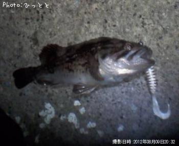 クロソイ-2012-8-9 20:32