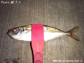 アジ-2012-8-12 2:47