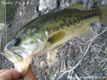ブラックバス-2012-8-12 10:32