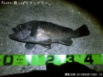 ソイ-2012-8-15 1:19