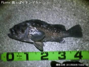 ソイ-2012-8-15 2:19